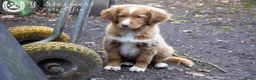 Nova Scotia Duck Tolling Retriever honden te koop: toller pups, beide ouders zijn hier aanwezig in Baarle-Nassau - Advertentie 2