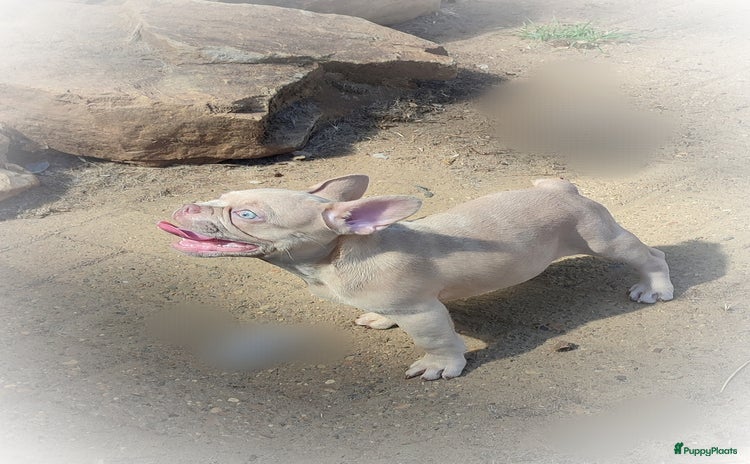Franse Bulldog honden - Advertentie 5