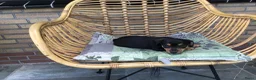 Jack Russel Terriër honden te koop: Mooie lieve Jack Russel puppy’s  - Advertentie 9