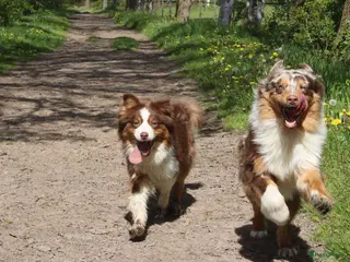 Australian Shepherd honden Geweldige Australian Shepherd pups - Advertentie 10