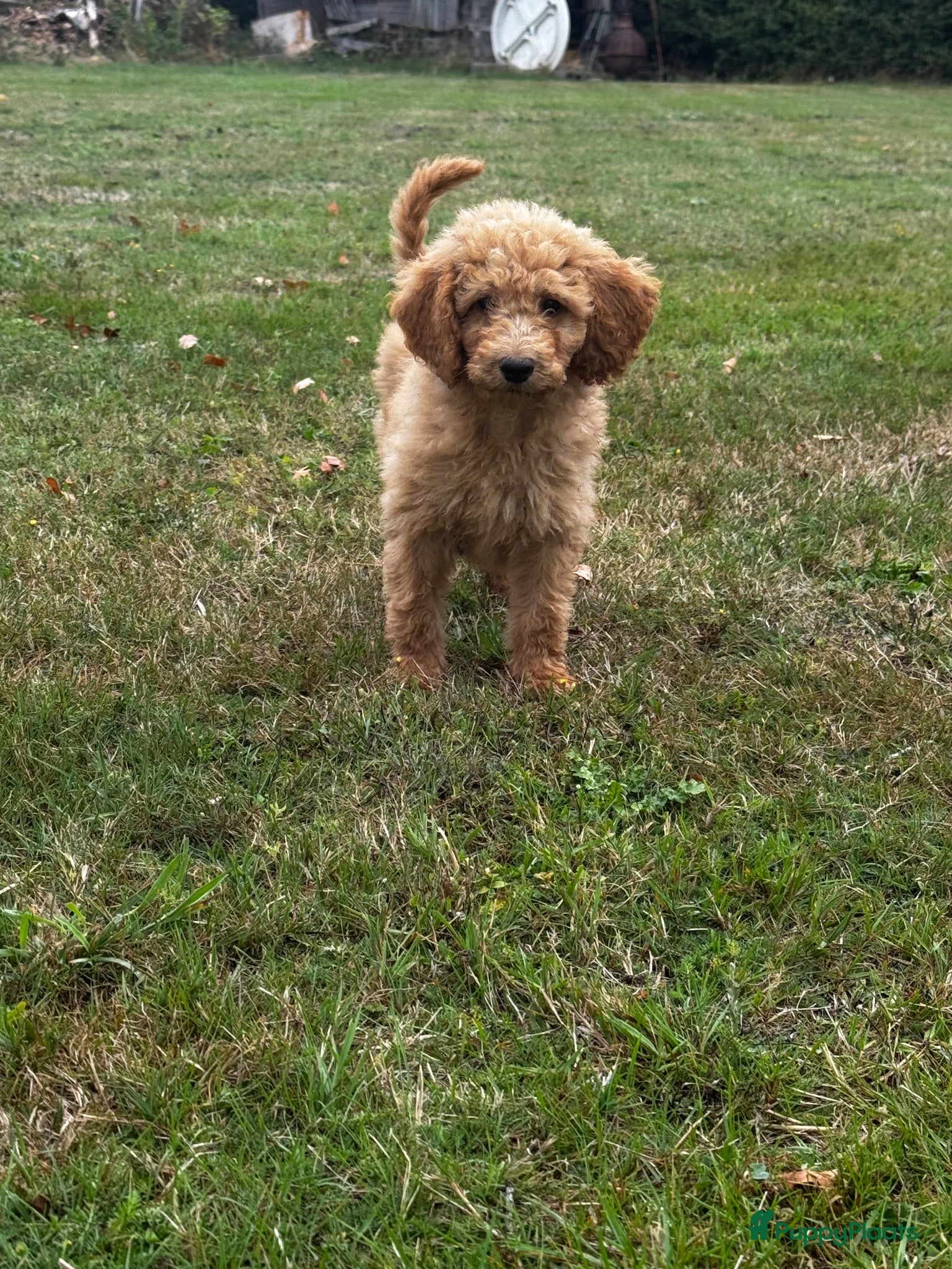 Labradoodle honden Labradoodle pups - Advertentie 1