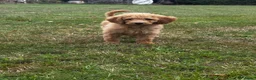 Labradoodle honden te koop: Labradoodle pups - Advertentie 1