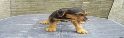 Airedale Terriër honden te koop: Airedale Terriër Puppy's - Advertentie 9