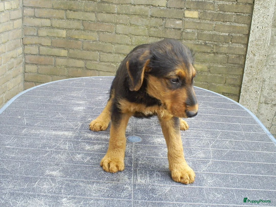 Airedale Terriër honden te koop: Airedale Terriër Puppy's - Advertentie 9