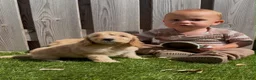 Cockapoo honden te koop: cockapoo pups - Advertentie 7