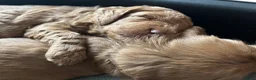 Australian Labradoodle honden te koop: Rood/Abrikoos Australian Labradoodle Puppy's - Advertentie 5