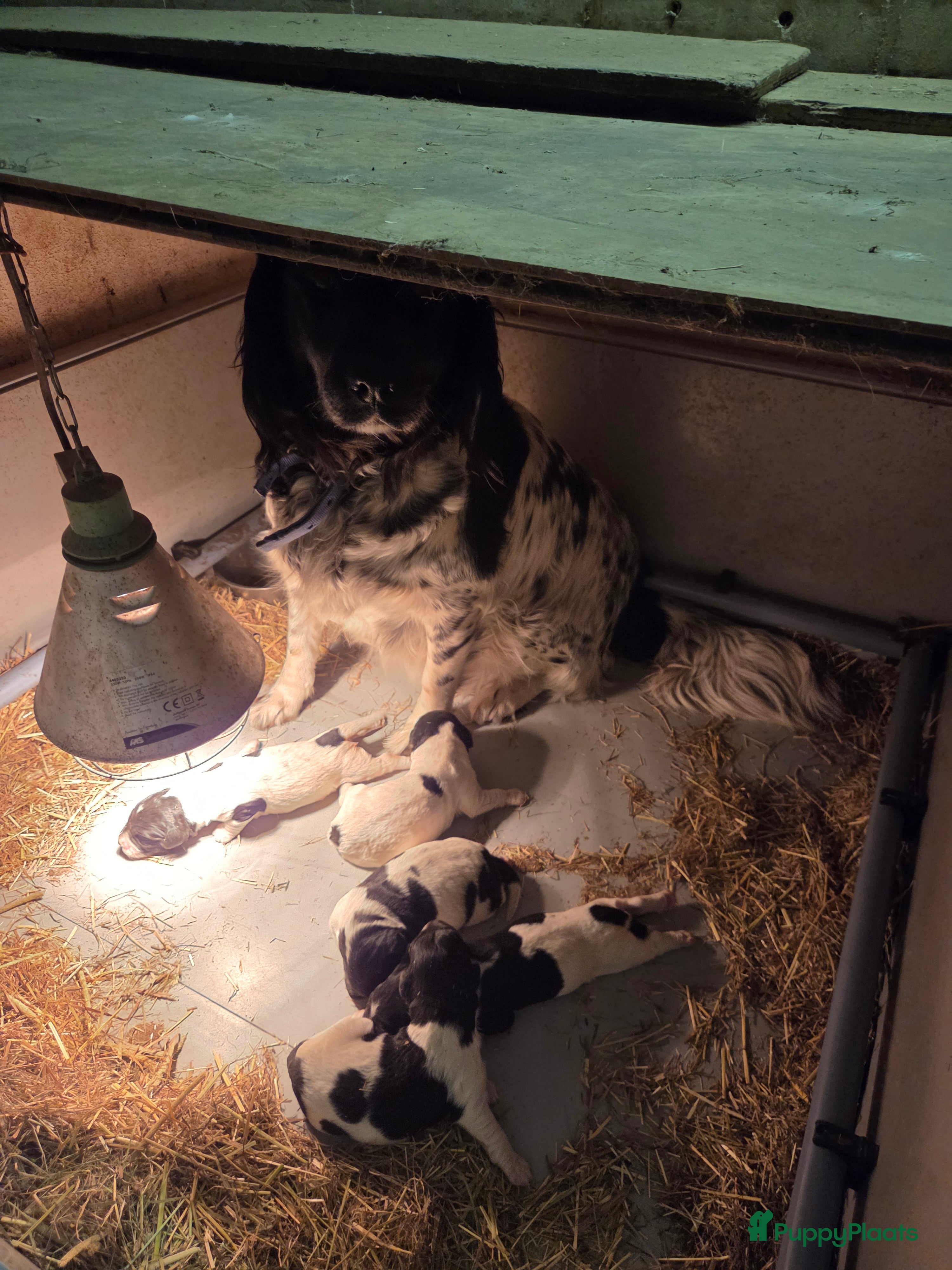 Kruising honden Friese Stabij pups - Advertentie 17