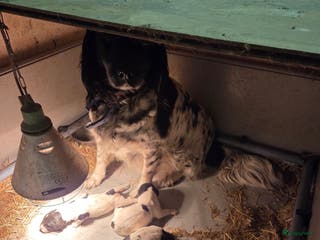 Kruising honden Friese Stabij pups - Advertentie 10