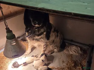 Kruising honden Friese Stabij pups - Advertentie 17