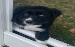 Border Collie honden te koop: Prachtige pups Border Collie/Barbado da Terceira - Afbeelding 1