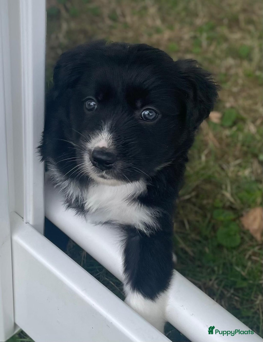 Border Collie honden te koop: Prachtige pups Border Collie/Barbado da Terceira - Afbeelding 1