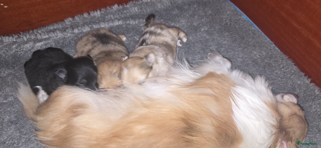Pomchi honden te koop: Mooie pomchi puppy's - Afbeelding 2
