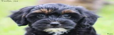 Maltipoo 3