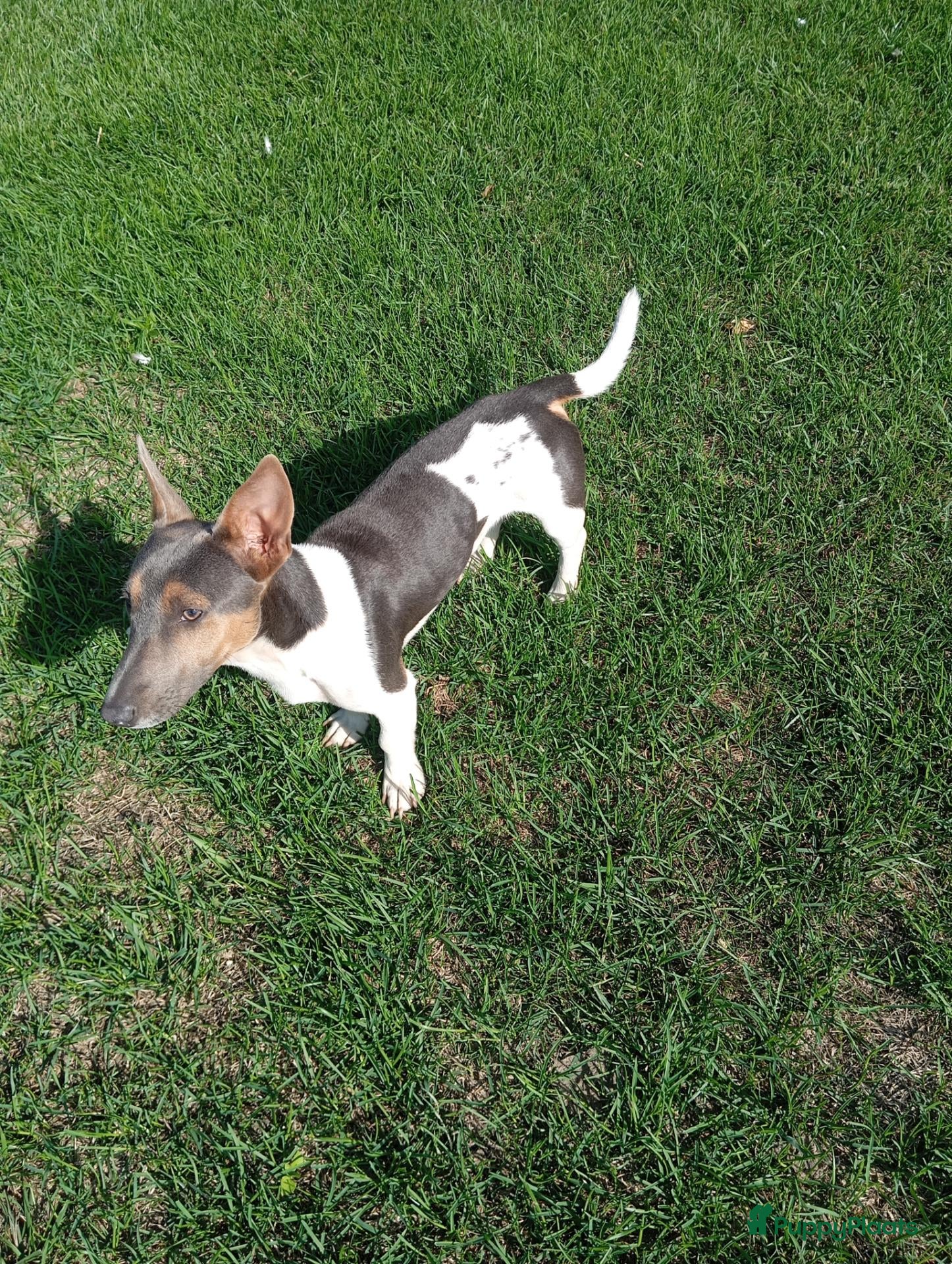 Jack Russel Terriër honden Blauwe jack russel reu - Advertentie 5