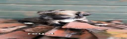 Tibetaanse Terriër honden te koop: Tibetaanse terriër pups met FCI stamboom - Advertentie 9