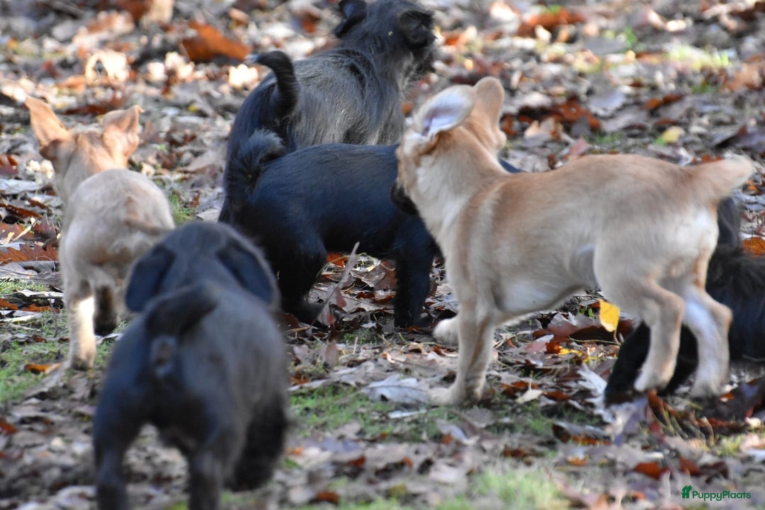 Boomer honden te koop: Super leuke zeer vrije Boomer pups - Advertentie 5