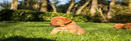 Labrador Retriever honden te koop: Redfox labradorpups  - Advertentie 6