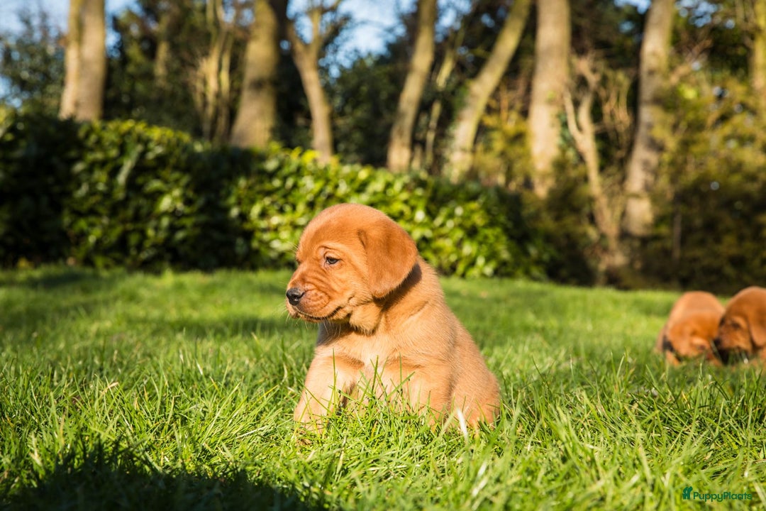 Labrador Retriever honden te koop: Redfox labradorpups  - Advertentie 6