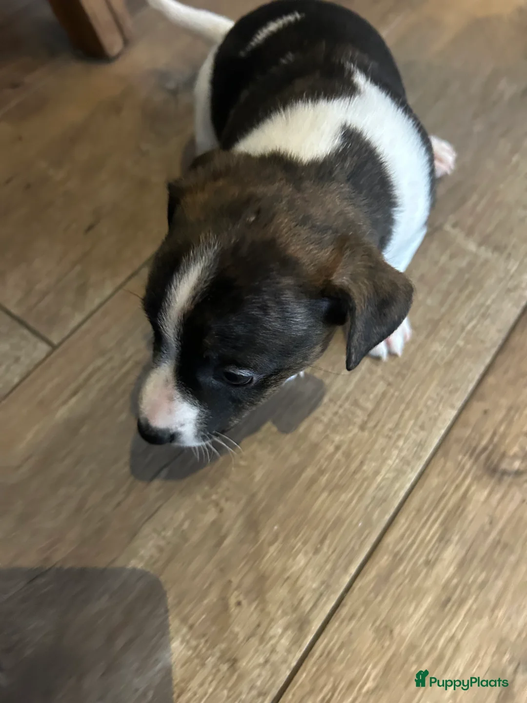 Jack Russel Terriër honden te koop: 4 mooie Jack Russell reutjes - Advertentie 15