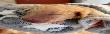 Abrikoos reutje blauw