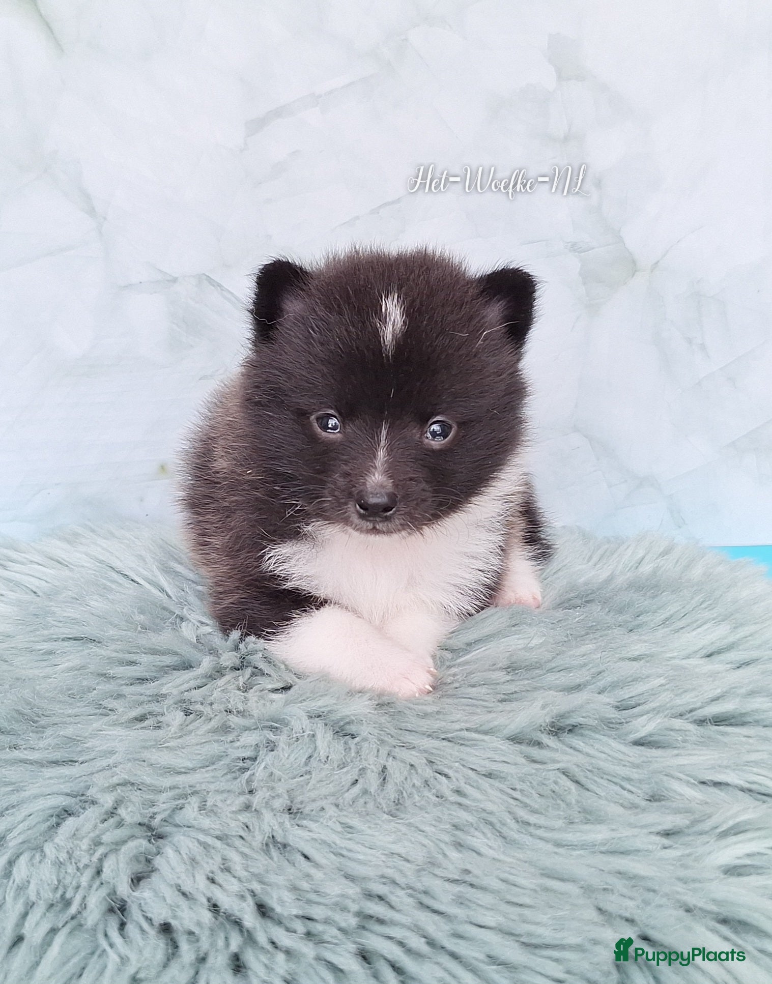 Pomsky honden te koop: Futs 💙 F1b pomsky reu - Advertentie 5