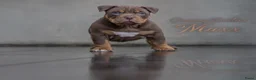 Amerikaanse Bully honden te koop: American Bully pups verwacht rond september - Advertentie 9