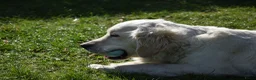Golden Retriever honden te koop: Golden Retriever pup met stamboom - Advertentie 11