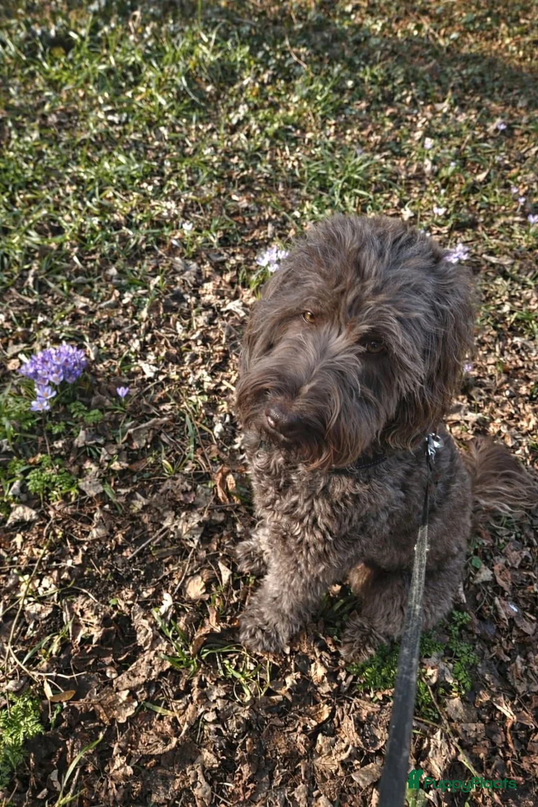 Labradoodle honden te koop: Klaar om te vertrekken naar forever home.. - Advertentie 10