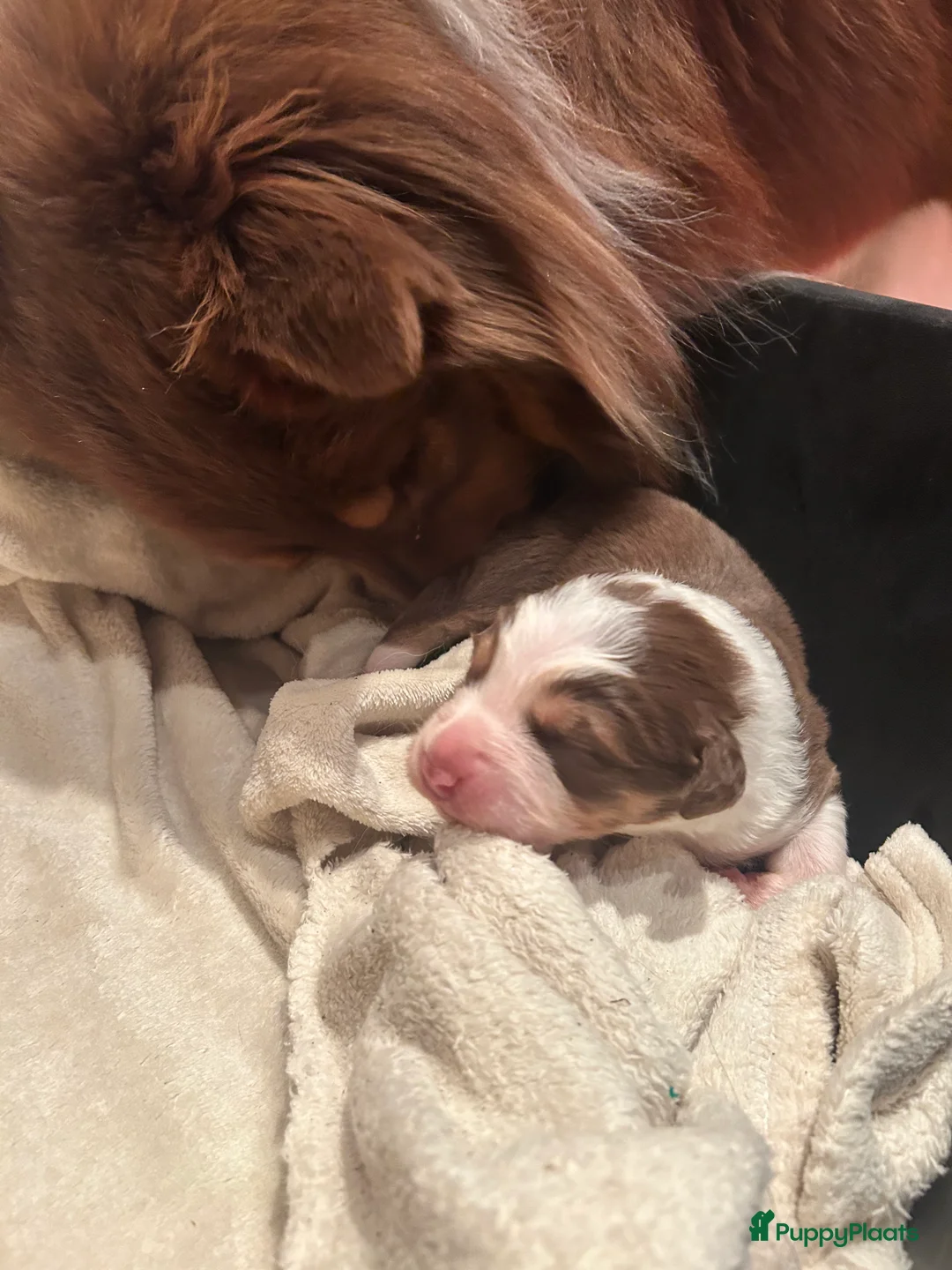 Australian Shepherd honden te koop: 100% raszuivere Australian Sheperd pups - Advertentie 14