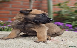 Mechelse Herder honden te koop: Puppy's Mechelse herder - mogen naar nieuw huisje - Afbeelding 20