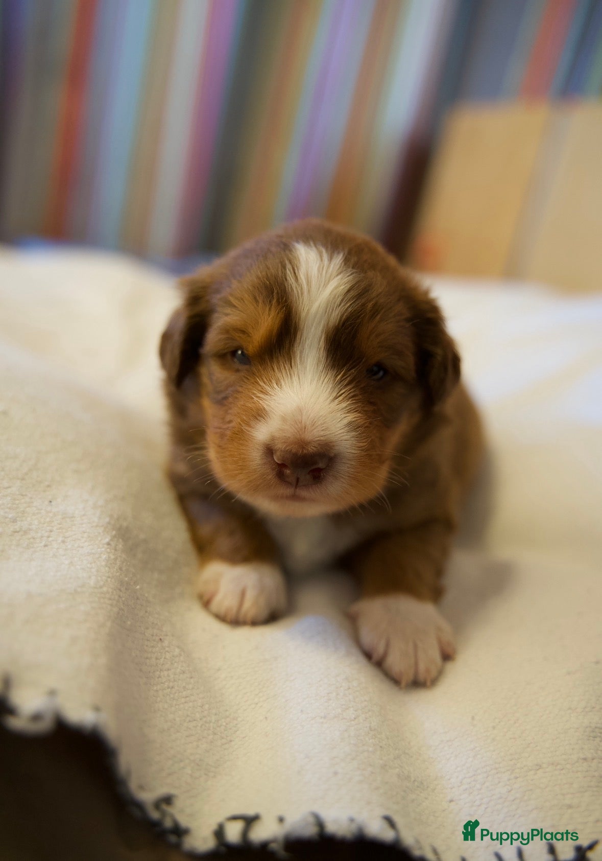 Kruising honden Toller x Australian Shepherd puppy’s - Advertentie 2