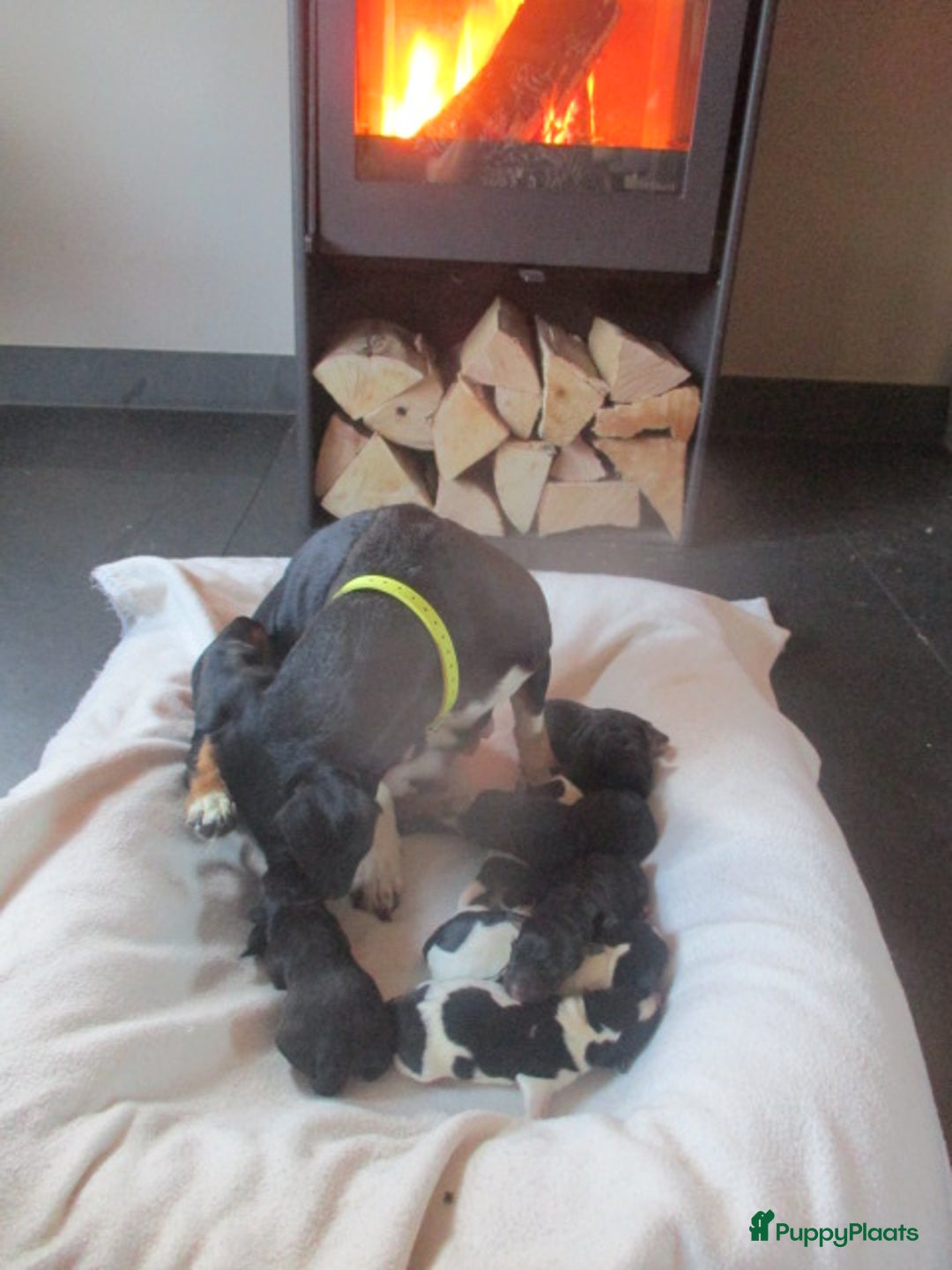 Jack Russel Terriër honden te koop: Jack  russel pups zoeken lief huis! nog 4 pups! - Advertentie 23