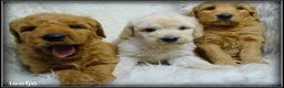 Labradoodle honden te koop: Labradoodle F4 medium pups - Advertentie 22