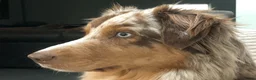 Australian Shepherd honden te koop: Preview nestje verwacht rond 10 oktober - Advertentie 4