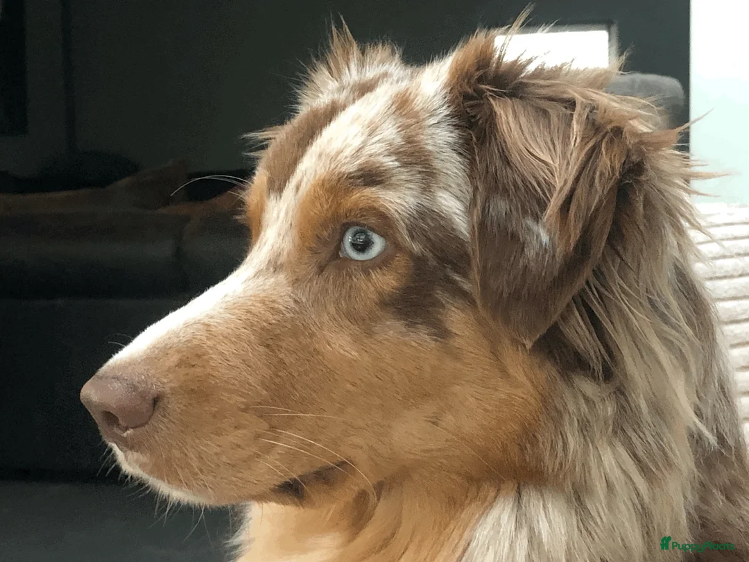 Australian Shepherd honden te koop: Preview nestje verwacht rond 10 oktober - Advertentie 4