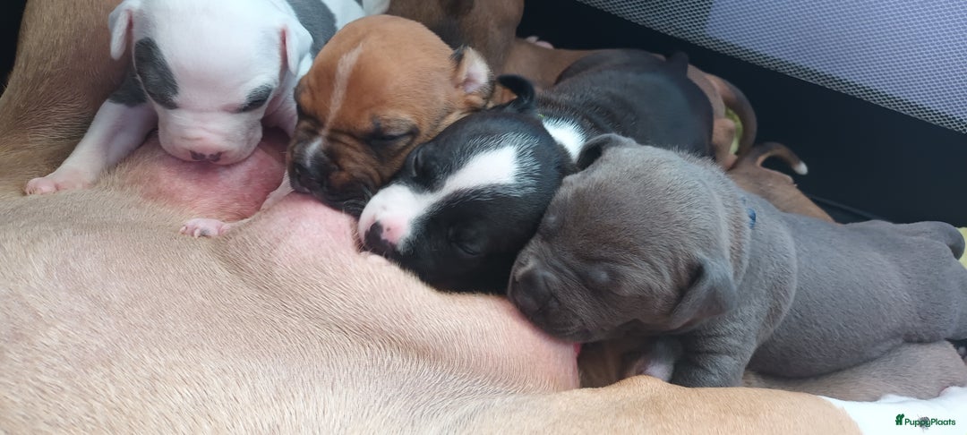 American Staffordshire Terriër honden te koop: american staffordshire terrier for sale in Veen - Afbeelding 2