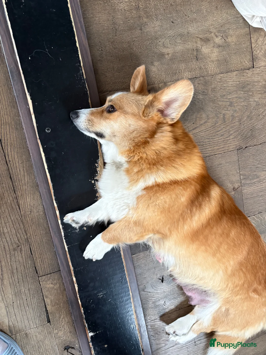 Welsh Corgi Cardigan honden te koop: Prachtige Welsh Corgi reu te koop - Advertentie 10