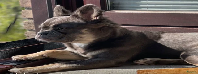 Archie