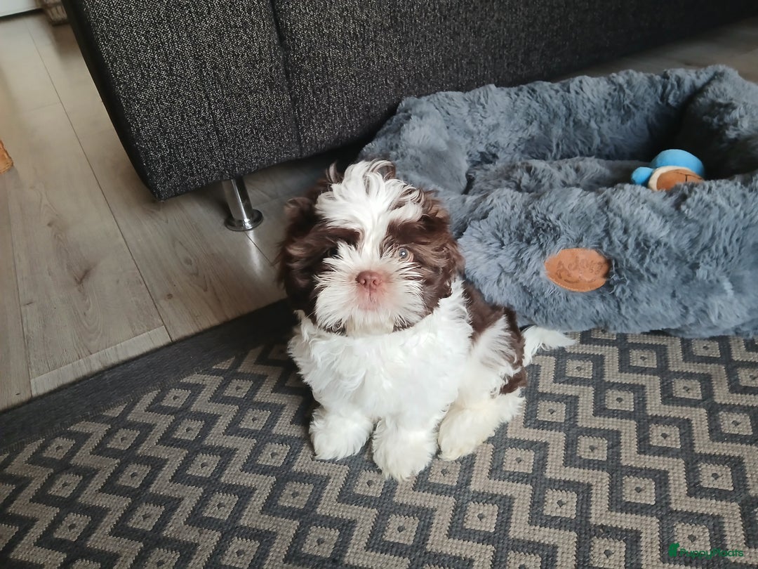 Kruising honden te koop: Shi Tzu-super lief💙 - Advertentie 2