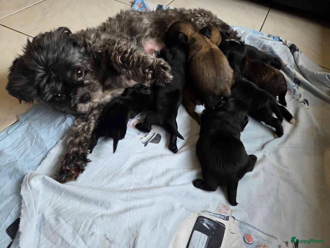 Boomer honden te koop: 9 schattige 🐶boomerpups🐶 zoeken personeel - Advertentie 1