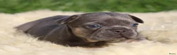 Franse Bulldog honden te koop: Franse Bulldog pups - Advertentie 17