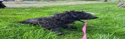 Kruising honden te koop: Mooie zwarte goldendoodles! - Advertentie 4