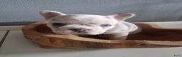 Franse Bulldog honden te koop: Nog 1 Reutje Merle. Stevige reu - Advertentie 2