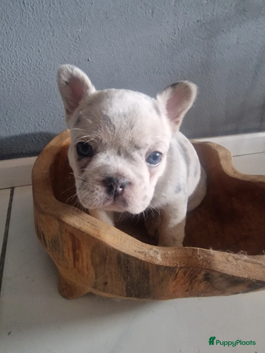 Franse Bulldog honden te koop: Nog 1 Reutje Merle. Stevige reu - Advertentie 2