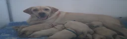Labrador Retriever honden te koop: Authentieke Gele Labrador Pups Met Stamboom - Advertentie 3