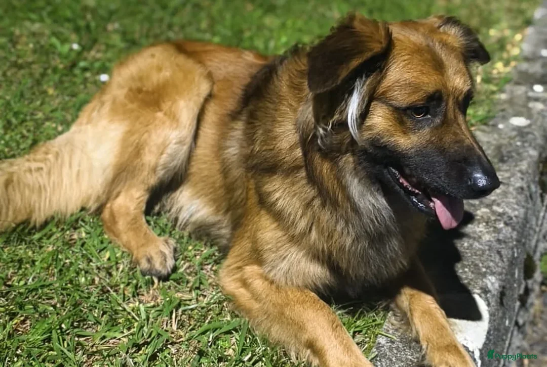 Kruising honden te koop: Eerste nestje Baskische herder in Nederland - Advertentie 3