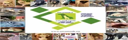 Kruising honden ter adoptie: wat een knappe jongen hij zoekt een baasje  - Advertentie 2