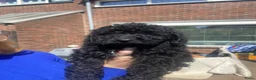 Dwergpoedel honden te koop: dwergpoedel pups zwart - Advertentie 5