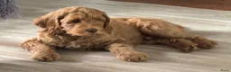 Australian Labradoodle honden te koop: Australian labradoodle pup reu - Advertentie 8