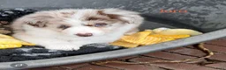 Border Collie honden te koop: Goed thuis gezocht voor Max en Juro - Advertentie 4